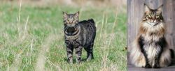 Manx vs American Longhair - Breed Comparison