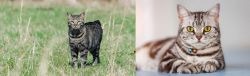 Manx vs American Shorthair - Breed Comparison