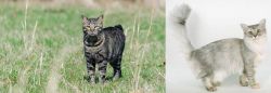 Manx vs Asian Semi-Longhair - Breed Comparison