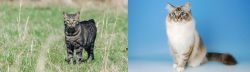 Manx vs Birman - Breed Comparison