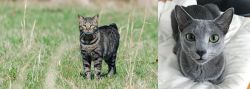 Manx vs Blue Russian - Breed Comparison