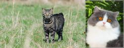 Manx vs British Longhair - Breed Comparison