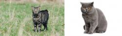Manx vs British Shorthair - Breed Comparison