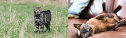 Manx vs Burmese - Breed Comparison