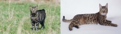 Manx vs California Spangled Cat - Breed Comparison