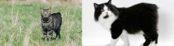 Manx vs Cymric - Breed Comparison