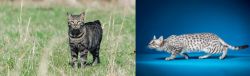 Manx vs Egyptian Mau - Breed Comparison