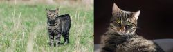 Manx vs European Shorthair - Breed Comparison