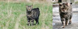 Manx vs Farm Cat - Breed Comparison