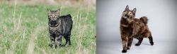 Manx vs Japanese Bobtail - Breed Comparison