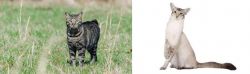 Manx vs Javanese - Breed Comparison