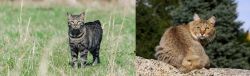 Manx vs Jungle-Bob - Breed Comparison