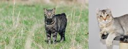 Manx vs Jungle-Curl - Breed Comparison