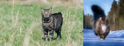 Manx vs Norwegian Forest Cat - Breed Comparison