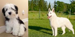 Mini Sheepadoodles vs White Shepherd - Breed Comparison