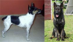 Miniature Fox Terrier vs East German Shepherd - Breed Comparison