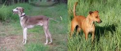 Mudhol Hound vs Africanis - Breed Comparison