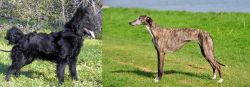 Mudi vs Galgo Espanol - Breed Comparison