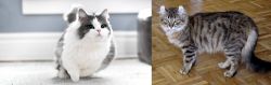 Munchkin vs American Curl - Breed Comparison