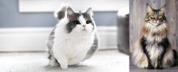 Munchkin vs American Longhair - Breed Comparison