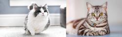 Munchkin vs American Shorthair - Breed Comparison
