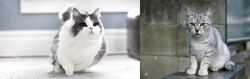 Munchkin vs Australian Mist - Breed Comparison