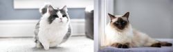 Munchkin vs Balinese - Breed Comparison