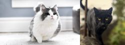 Munchkin vs Bombay - Breed Comparison