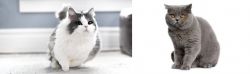 Munchkin vs British Shorthair - Breed Comparison