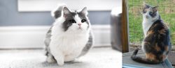 Munchkin vs Dilute Calico - Breed Comparison