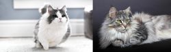 Munchkin vs Domestic Longhaired Cat - Breed Comparison