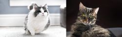 Munchkin vs European Shorthair - Breed Comparison