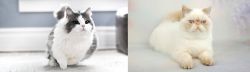 Munchkin vs Exotic Shorthair - Breed Comparison
