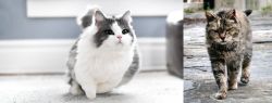 Munchkin vs Farm Cat - Breed Comparison