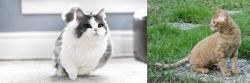 Munchkin vs German Rex - Breed Comparison