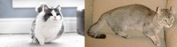 Munchkin vs Jaguarundi Curl - Breed Comparison