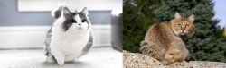 Munchkin vs Jungle-Bob - Breed Comparison