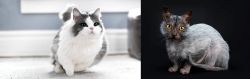 Munchkin vs Lykoi - Breed Comparison