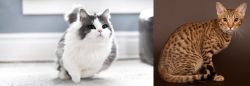 Munchkin vs Ocicat - Breed Comparison