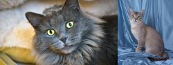 Nebelung vs American Keuda - Breed Comparison