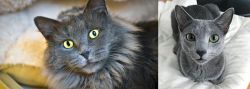 Nebelung vs Blue Russian - Breed Comparison