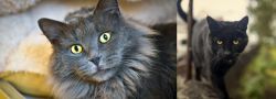 Nebelung vs Bombay - Breed Comparison