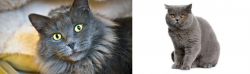 Nebelung vs British Shorthair - Breed Comparison
