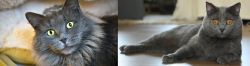 Nebelung vs Chartreux - Breed Comparison