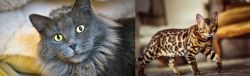 Nebelung vs Cheetoh - Breed Comparison