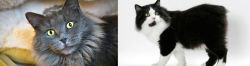 Nebelung vs Cymric - Breed Comparison