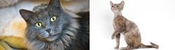 Nebelung vs Devon Rex - Breed Comparison