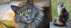 Nebelung vs Dilute Calico - Breed Comparison