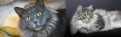 Nebelung vs Domestic Longhaired Cat - Breed Comparison