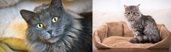 Nebelung vs Domestic Mediumhair - Breed Comparison